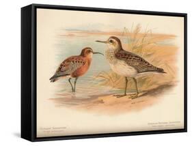 Curlew Sandpiper (Tringa subarquata), Siberian Pectoral Sandpiper (Heteropygia acuminata), 1900-Charles Whymper-Framed Stretched Canvas