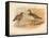 Curlew Sandpiper (Tringa subarquata), Siberian Pectoral Sandpiper (Heteropygia acuminata), 1900-Charles Whymper-Framed Stretched Canvas