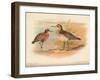 Curlew Sandpiper (Tringa subarquata), Siberian Pectoral Sandpiper (Heteropygia acuminata), 1900-Charles Whymper-Framed Giclee Print