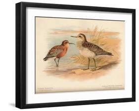 Curlew Sandpiper (Tringa subarquata), Siberian Pectoral Sandpiper (Heteropygia acuminata), 1900-Charles Whymper-Framed Giclee Print