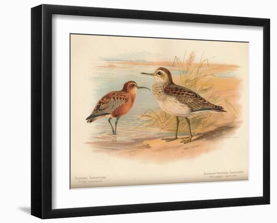 Curlew Sandpiper (Tringa subarquata), Siberian Pectoral Sandpiper (Heteropygia acuminata), 1900-Charles Whymper-Framed Giclee Print