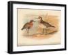 Curlew Sandpiper (Tringa subarquata), Siberian Pectoral Sandpiper (Heteropygia acuminata), 1900-Charles Whymper-Framed Giclee Print