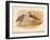 Curlew Sandpiper (Tringa subarquata), Siberian Pectoral Sandpiper (Heteropygia acuminata), 1900-Charles Whymper-Framed Giclee Print