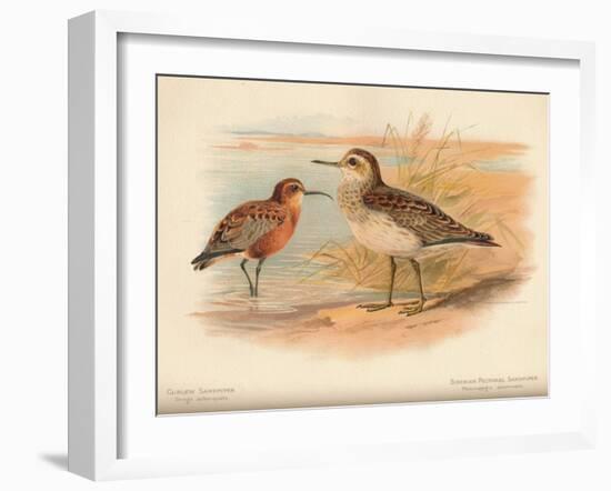 Curlew Sandpiper (Tringa subarquata), Siberian Pectoral Sandpiper (Heteropygia acuminata), 1900-Charles Whymper-Framed Giclee Print