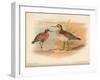 Curlew Sandpiper (Tringa subarquata), Siberian Pectoral Sandpiper (Heteropygia acuminata), 1900-Charles Whymper-Framed Giclee Print