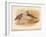 Curlew Sandpiper (Tringa subarquata), Siberian Pectoral Sandpiper (Heteropygia acuminata), 1900-Charles Whymper-Framed Giclee Print