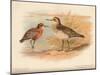 Curlew Sandpiper (Tringa subarquata), Siberian Pectoral Sandpiper (Heteropygia acuminata), 1900-Charles Whymper-Mounted Giclee Print