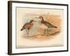 Curlew Sandpiper (Tringa subarquata), Siberian Pectoral Sandpiper (Heteropygia acuminata), 1900-Charles Whymper-Framed Giclee Print