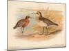 Curlew Sandpiper (Tringa subarquata), Siberian Pectoral Sandpiper (Heteropygia acuminata), 1900-Charles Whymper-Mounted Giclee Print