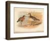 Curlew Sandpiper (Tringa subarquata), Siberian Pectoral Sandpiper (Heteropygia acuminata), 1900-Charles Whymper-Framed Giclee Print