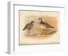 Curlew Sandpiper (Tringa subarquata), Siberian Pectoral Sandpiper (Heteropygia acuminata), 1900-Charles Whymper-Framed Giclee Print