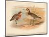 Curlew Sandpiper (Tringa subarquata), Siberian Pectoral Sandpiper (Heteropygia acuminata), 1900-Charles Whymper-Mounted Giclee Print