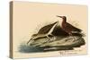 Curlew Sandpiper-John James Audubon-Stretched Canvas