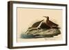 Curlew Sandpiper-John James Audubon-Framed Giclee Print