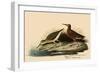 Curlew Sandpiper-John James Audubon-Framed Giclee Print