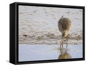 Curlew Washing Worm in Water, Norfolk UK-Gary Smith-Framed Stretched Canvas