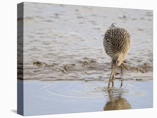 Curlew Washing Worm in Water, Norfolk UK-Gary Smith-Stretched Canvas