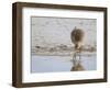 Curlew Washing Worm in Water, Norfolk UK-Gary Smith-Framed Photographic Print