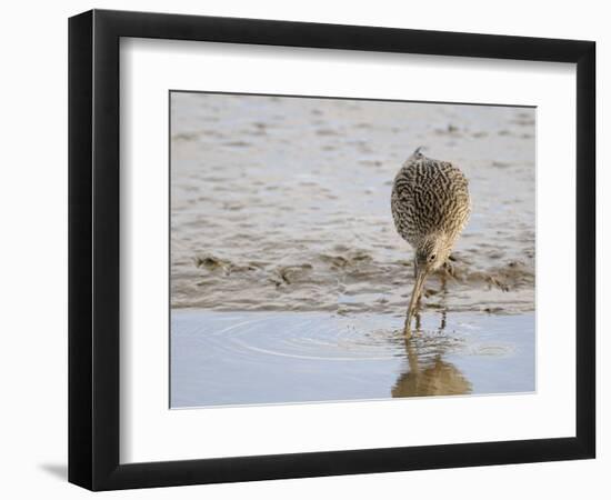 Curlew Washing Worm in Water, Norfolk UK-Gary Smith-Framed Photographic Print