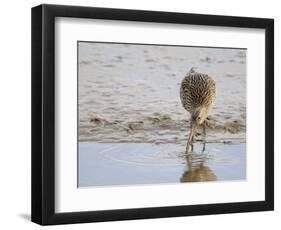 Curlew Washing Worm in Water, Norfolk UK-Gary Smith-Framed Photographic Print