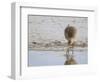 Curlew Washing Worm in Water, Norfolk UK-Gary Smith-Framed Photographic Print