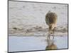 Curlew Washing Worm in Water, Norfolk UK-Gary Smith-Mounted Photographic Print