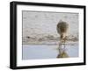 Curlew Washing Worm in Water, Norfolk UK-Gary Smith-Framed Photographic Print