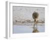 Curlew Washing Worm in Water, Norfolk UK-Gary Smith-Framed Photographic Print