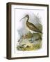 Curlew-English-Framed Giclee Print