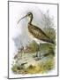 Curlew-English-Mounted Giclee Print