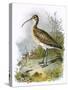 Curlew-English-Stretched Canvas