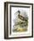 Curlew-English-Framed Premium Giclee Print