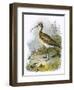 Curlew-English-Framed Premium Giclee Print