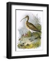 Curlew-English-Framed Premium Giclee Print