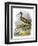 Curlew-English-Framed Premium Giclee Print