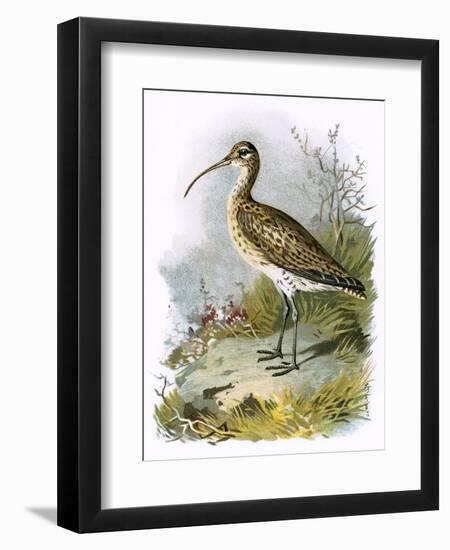 Curlew-English-Framed Premium Giclee Print