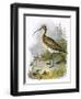 Curlew-English-Framed Premium Giclee Print