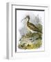 Curlew-English-Framed Premium Giclee Print