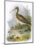 Curlew-English-Mounted Premium Giclee Print