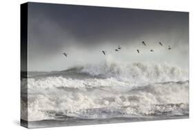 Curlews (Numenius Arquata) Group Flying over the Sea During Storm-Ben Hall-Stretched Canvas