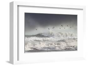 Curlews (Numenius Arquata) Group Flying over the Sea During Storm-Ben Hall-Framed Photographic Print