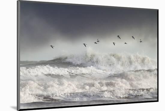 Curlews (Numenius Arquata) Group Flying over the Sea During Storm-Ben Hall-Mounted Photographic Print