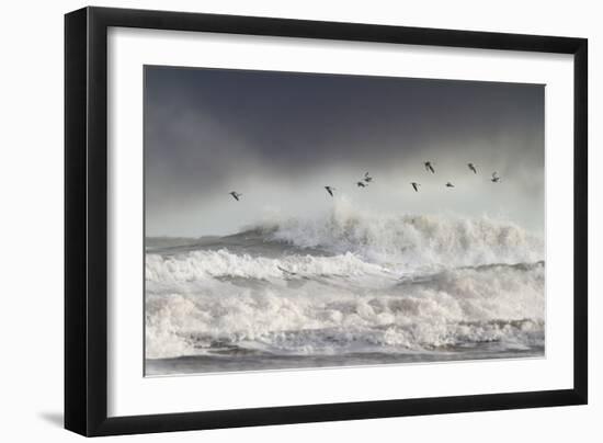 Curlews (Numenius Arquata) Group Flying over the Sea During Storm-Ben Hall-Framed Photographic Print