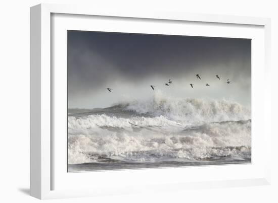 Curlews (Numenius Arquata) Group Flying over the Sea During Storm-Ben Hall-Framed Photographic Print