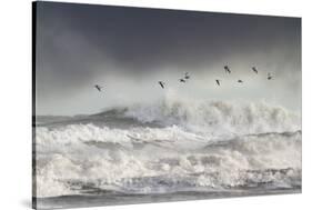 Curlews (Numenius Arquata) Group Flying over the Sea During Storm-Ben Hall-Stretched Canvas