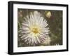 Curley Dahlia-George Johnson-Framed Photographic Print