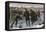 Curling Match on a Frozen Lake in Canada, 1880s-null-Framed Stretched Canvas