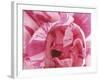 Curling Tulip Petals-null-Framed Photographic Print