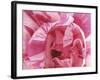 Curling Tulip Petals-null-Framed Photographic Print
