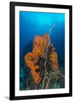 Curly Bright Orange Sponge with Greyish Whip Coral-Stocktrek Images-Framed Photographic Print